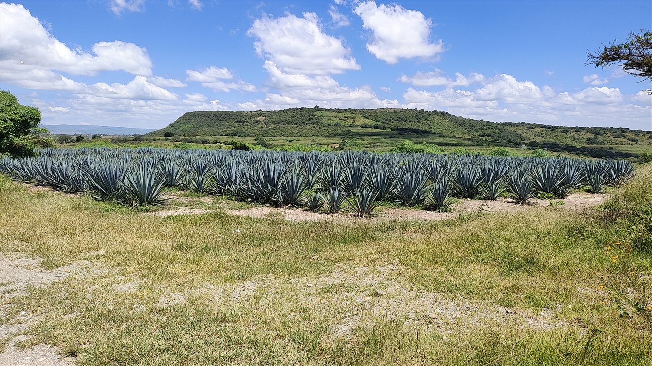 A field of blue agave plants in Mexico