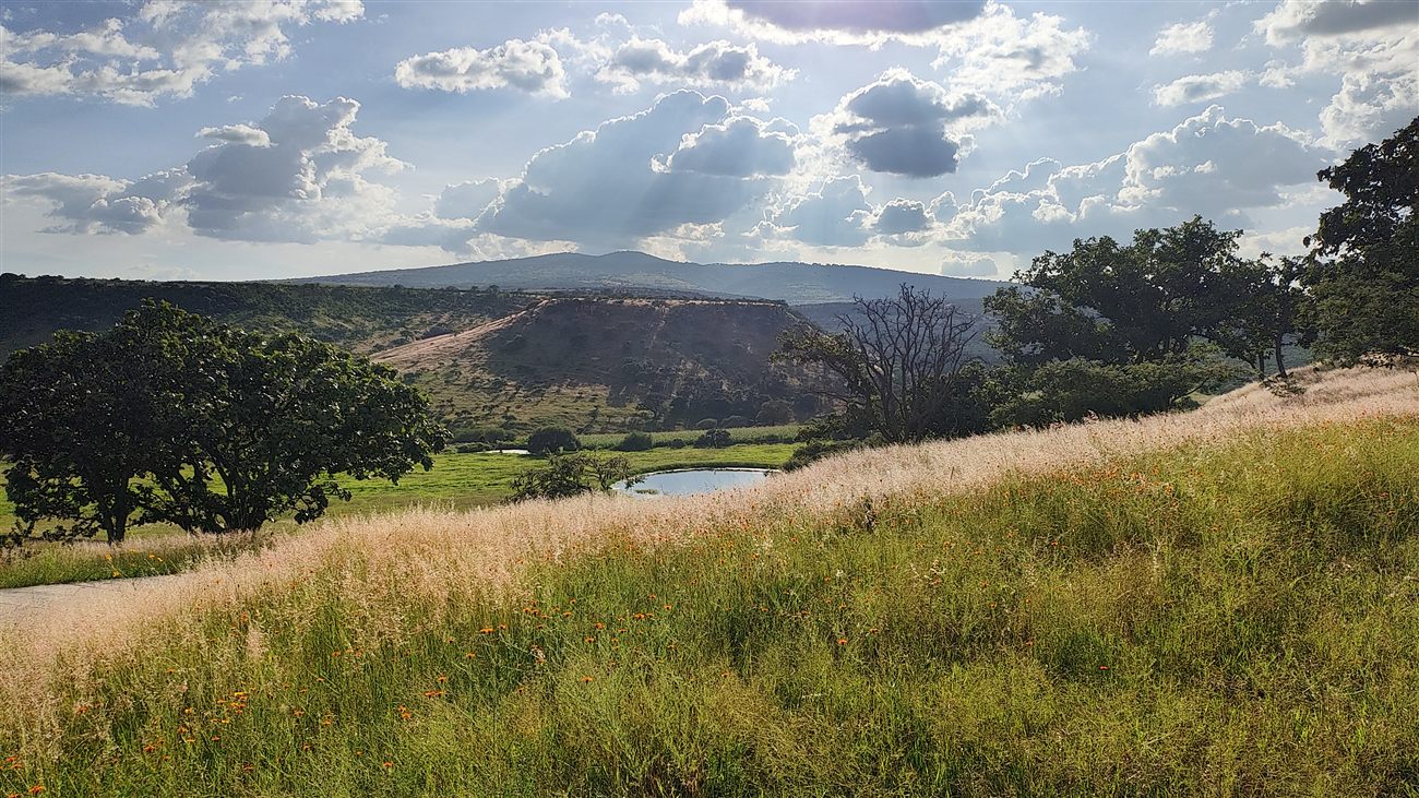 Golden grass field with a pond and hills